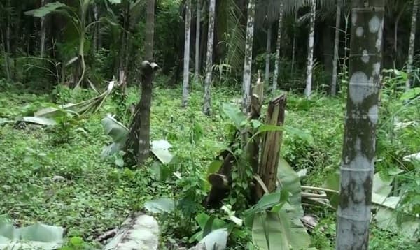বাগেরহাটে মামলা না তোলায় শতাধিক গাছ কর্তন