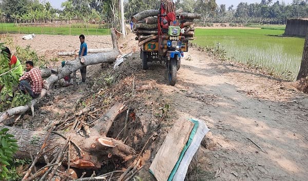 রাস্তার লাখ লাখ টাকার গাছ কাটা হচ্ছে প্রকাশ্যে, নিরব কর্তৃপক্ষ