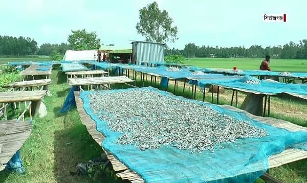 মাছের অভাবে হারিয়ে যাচ্ছে চলনবিলের স্বাদু পানির শুটকি