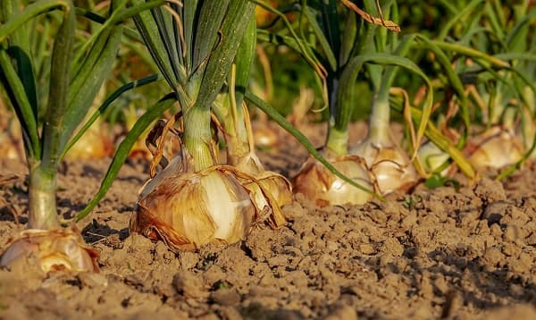 পেঁয়াজের আরও চারটি নতুন জাত উদ্ভাবন
