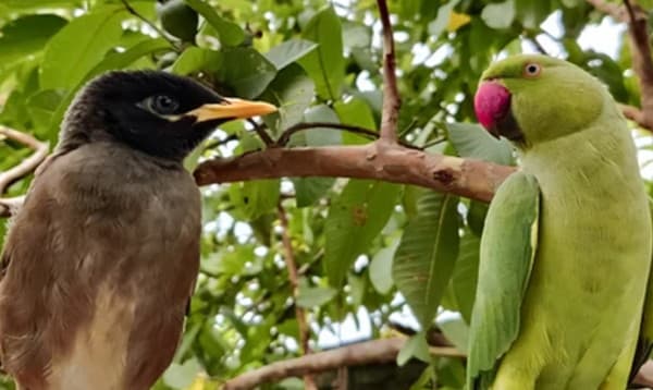 তীব্র গরমে হিট স্ট্রোক হতে পারে টিয়া, ময়নাদেরও