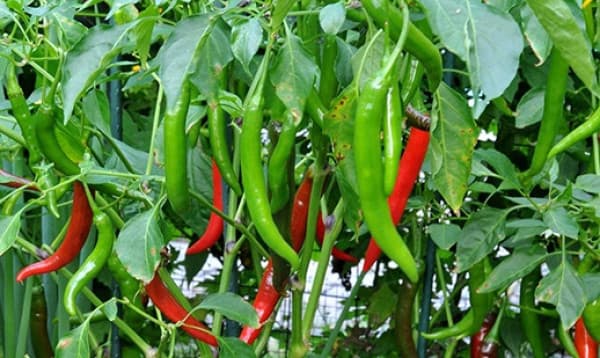 মরিচের যত পুষ্টিগুণ