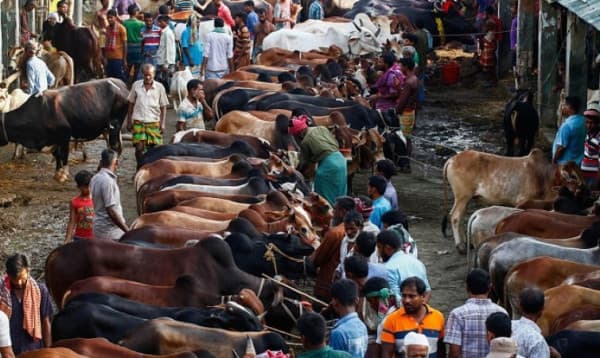 রাজধানীর যেসব জায়গায় বসবে কুরবানির পশুর হাট