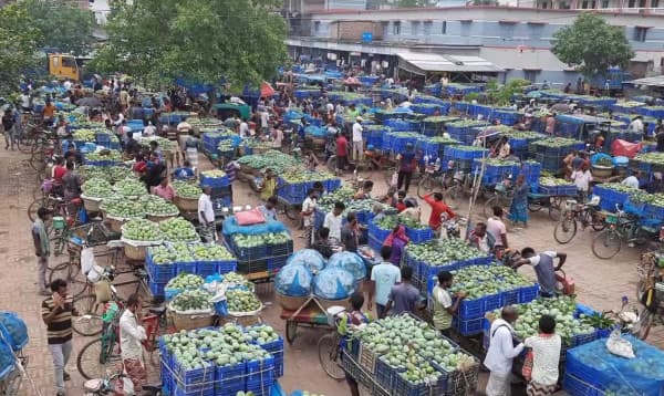 চাঁপাইনবাবগঞ্জে আম নিয়ে বিপাকে কৃষকরা