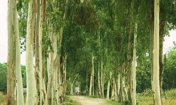 ইউক্যালিপটাস ও আকাশমণি গাছ রোপণ না করার নির্দেশ