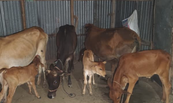 বিএনপি নেতার বাড়িতে মিললো লুটের ১৯ গরু