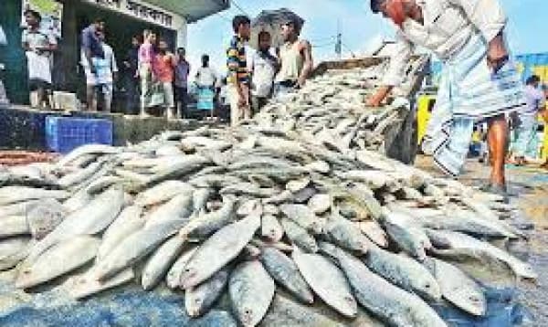 Fishermen ready to resume Hilsa hunt as ban period ends