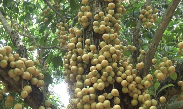 জিআই স্বীকৃতি পেল নরসিংদীর ফল লটকন