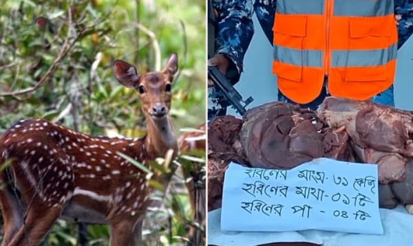 সুন্দরবনে থামছে না হরিণ শিকারিদের দৌরাত্ম্য