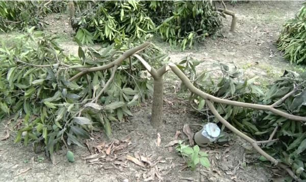 রাতের আঁধারে ২৪টি আম গাছ কাটল দুর্বৃত্তরা