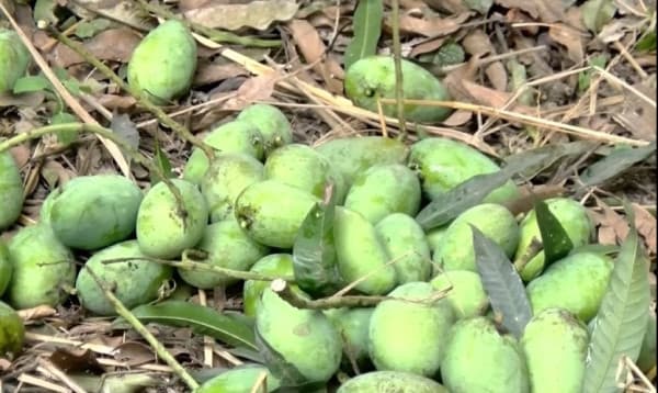 রাজশাহী ও চুয়াডাঙ্গায় আম সংগ্রহ-বাজারজাত শুরু