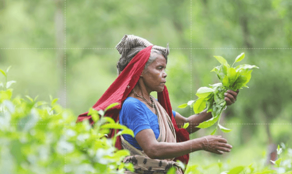 ঐতিহাসিক চা শ্রমিক দিবস আজ