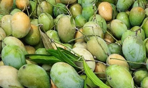 ২৮শে মে চীনে আমের প্রথম চালান পাঠাবে বাংলাদেশ