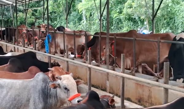 চুয়াডাঙ্গায় কোরবানিতে বড় গরু প্রস্তুত করে বিপাকে খামারি