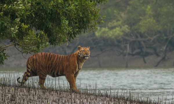 ১লা জুন থেকে দুই মাস সুন্দরবনে প্রবেশে নিষেধাজ্ঞা