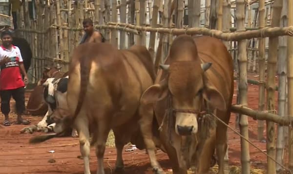 রাজধানীতে বসছে ১৬টি পশুর হাট; কাল থেকে পুরোদমে কেনাবেচা শুরুর আশা