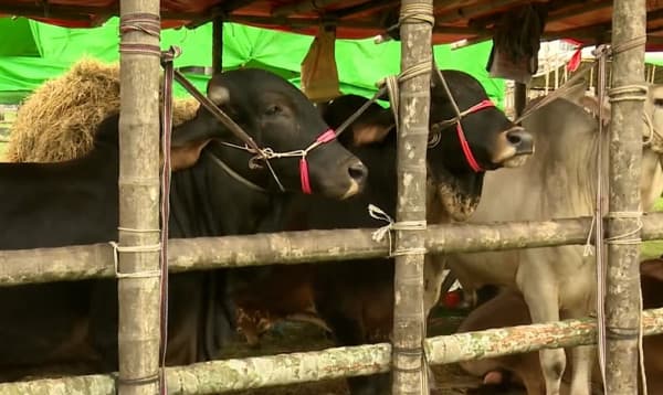 বগুড়ায় কোরবানির হাটে গরু-ছাগলের দাম কম; স্বস্তিতে ক্রেতারা