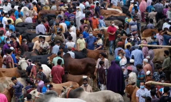 EID-Ul_Adha: Sacrificial animal markets busy