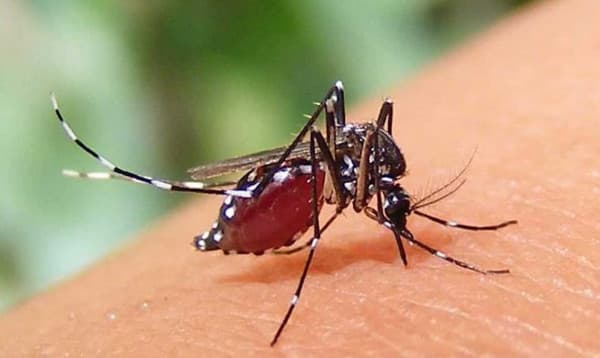 ডেঙ্গুতে একদিনে ৫ জনের মৃত্যু, হাসপাতালে ১৫৯