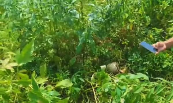 নড়াইলে তিল খেত থেকে নারীর কঙ্কাল, খুলি ও পোশাক উদ্ধার