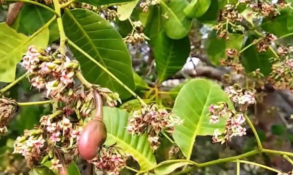 বান্দরবানে চাষ হচ্ছে কাজুবাদাম, লাভজনক হওয়ায় চাষে খুশি কৃষক