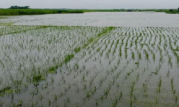 টানা বৃষ্টিতে ৭২ হাজার হেক্টর জমির ফসল ক্ষতিগ্রস্ত