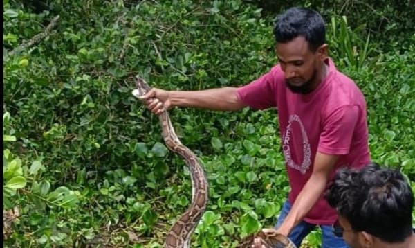 বাগেরহাট থেকে ১২ ফুট লম্বা অজগর উদ্ধার