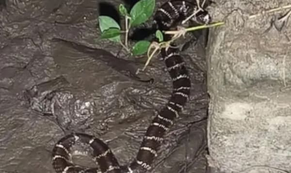 কুষ্টিয়া ইসলামী বিশ্ববিদ্যালয়ে বেড়েছে সাপের উপদ্রব, আতঙ্কে শিক্ষার্থীরা