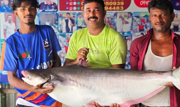 পদ্মায় জেলের জালে ২৫ কেজির পাঙ্গাস, ৫৭ হাজার টাকায় বিক্রি
