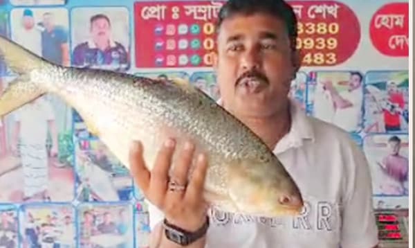 পদ্মার একটি  ইলিশ বিক্রি হলো ১২ হাজার টাকায়