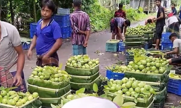 পিরোজপুর-ঝালকাঠির শতবর্ষী পেয়ারার ভাসমান হাট, ভালো দামে খুশি চাষিরা