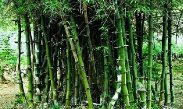 বিশ্ব বাঁশ দিবস আজ