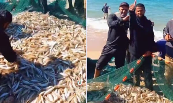 ফ্লোটিলা ঠেকাতে ব্যস্ত ইসরায়েল, সুযোগে সাগরে জাল ভরে মাছ ধরেছে গাজাবাসী