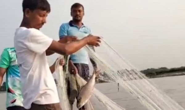 নিষেধাজ্ঞা অমান্য করে শরীয়তপুরের পদ্মায় চলছে অবাধে মাছ শিকার