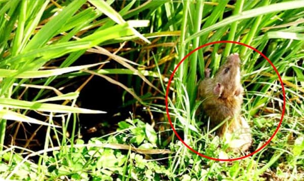 গাইবান্ধায় ইঁদুর নষ্ট করছে শত শত একর জমির ধান