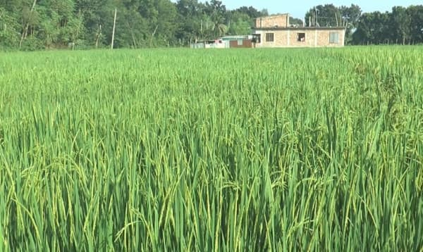 ঝিনাইদহে আমন ধানে ব্লাস্ট সংক্রমণের ঝুঁকি