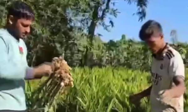 চট্টগ্রামে পাহাড়ি এলাকায় আদার ফলনে কৃষকের হাসি