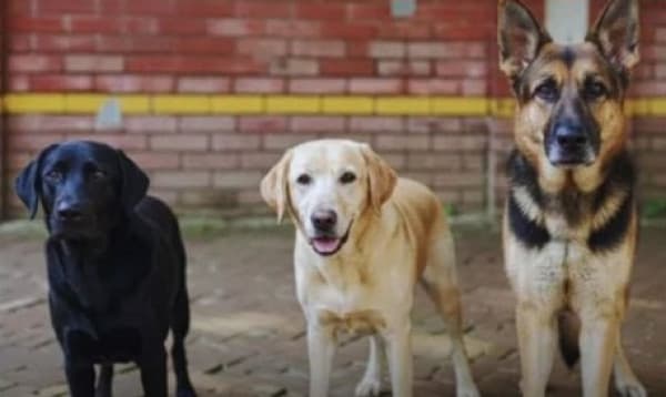 ডিএমপির তিন কুকুর নিলামে, একটাই বিক্রি হলো ৫ লাখ ৬০ হাজার টাকায়