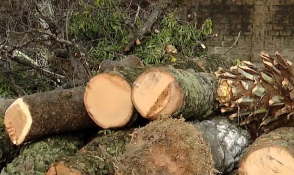 কেটে ফেলা হলো শাহজালাল মাজার চত্বরের প্রায় ৫০ বছরের পুরোনো খেজুর গাছ