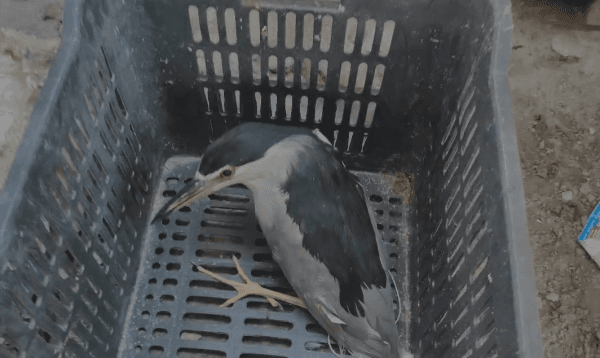 পটুয়াখালীতে মুরগির দোকান থেকে বিরল প্রজাতির ‘নিশিবক’ উদ্ধার