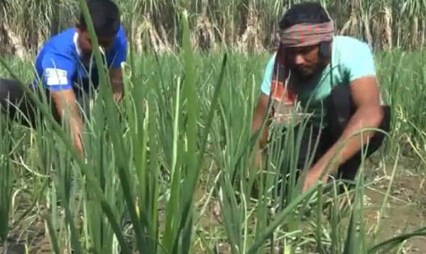 উত্তরাঞ্চলে ভারতীয় পেঁয়াজ এন-৫৩ চাষে সাফল্য