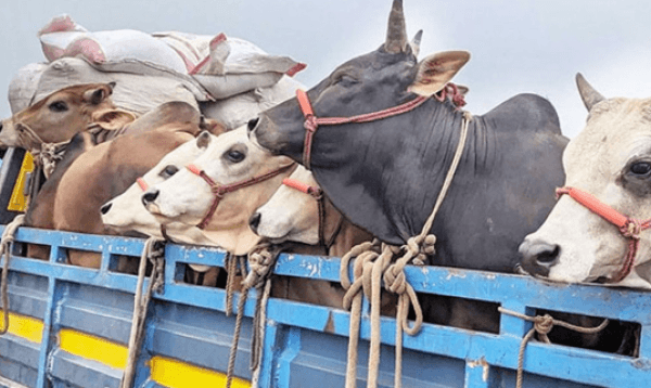 আশুলিয়ায় ৩০টি গরু বোঝাই ট্রাক ডাকাতি