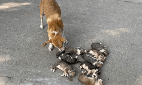 পাবনায় ডাকাডাকিতে বিরক্ত হয়ে ৮ কুকুর ছানাকে পানিয়ে ডুবিয়ে মারলেন এক নারী!