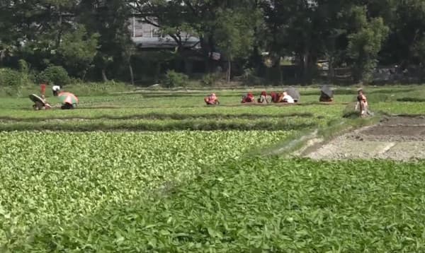 অপরিকল্পিত নগরায়নে চট্টগ্রামে কমছে কৃষিজমি ও আবাদ