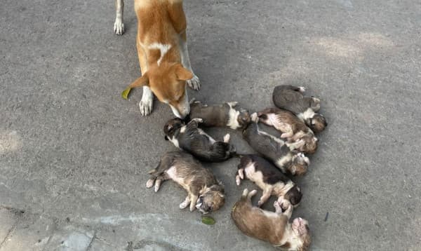 পানিতে চুবিয়ে ৮ ছানা হত্যার শোকে অসুস্থ মা কুকুরটিকে চিকিৎসা দেয়া হচ্ছে