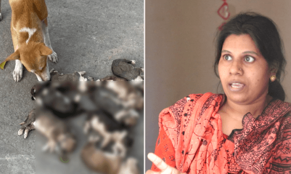 পানিতে চুবিয়ে ৮টি কুকুরছানা হত্যার ঘটনায় অভিযুক্ত নিশি খাতুন গ্রেপ্তার