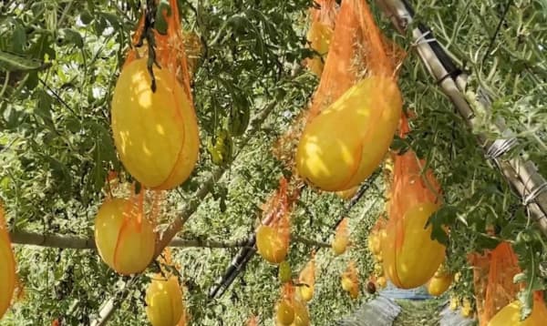 চট্টগ্রামে উঁচু জমিতে অসময়ের তরমুজ চাষে নতুন সাফল্য