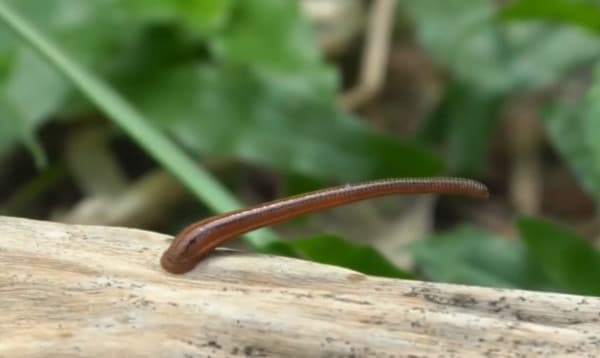 জোঁকের কারণে ব্যাহত কৃষিকাজ