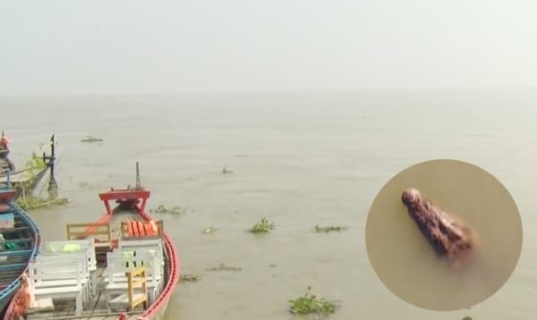 টইটম্বুর পদ্মায় ফিরল কুমির, বদলাচ্ছে রাজশাহীর পরিবেশ