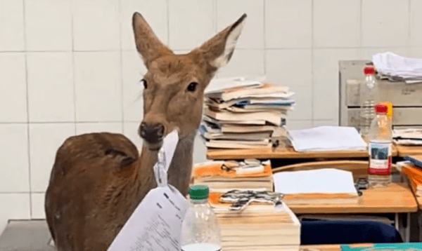 চীনে শ্রেণিকক্ষে ঢুকে পরীক্ষার খাতা চিবিয়ে খেল হরিণ